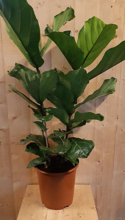 Ficus Lyrata 70cm hoog twee stelen kamerplant