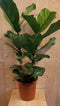 Ficus Lyrata 70cm hoog twee stelen kamerplant