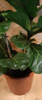 Ficus Lyrata 70cm hoog twee stelen kamerplant
