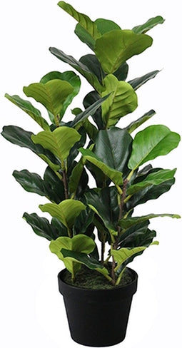 Ficus lyrata 90 cm