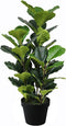 Ficus lyrata 90 cm
