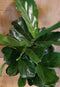 Ficus Lyrata Campact 50 cm hoog kamerplant