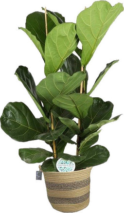 FIcus Lyrata in plantenmand Flores - Forever Plants - Groene plant- Hoogte 120 cm