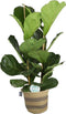 FIcus Lyrata in plantenmand Flores - Forever Plants - Groene plant- Hoogte 120 cm