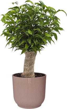 Ficus ‘Natasja’ in ELHO Vibes Fold sierpot (delicaat roze) - Kwekerij J. de Groot - Groene plant- Hoogte 30 cm