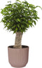 Ficus ‘Natasja’ in ELHO Vibes Fold sierpot (delicaat roze) - Kwekerij J. de Groot - Groene plant- Hoogte 30 cm