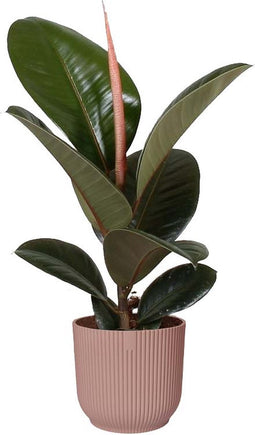 Ficus Robusta in ELHO Vibes Fold sierpot (delicaat roze) - Kwekerij J. de Groot - Groene plant- Hoogte 35 cm