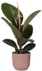 Ficus Robusta in ELHO Vibes Fold sierpot (delicaat roze) - Kwekerij J. de Groot - Groene plant- Hoogte 35 cm