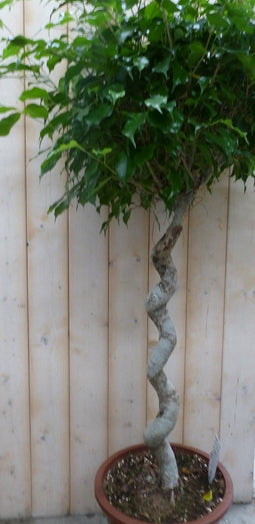 Ficus Spiraal 120 cm
