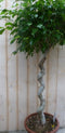 Ficus Spiraal 120 cm