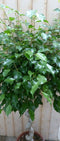 Ficus Spiraal 120 cm