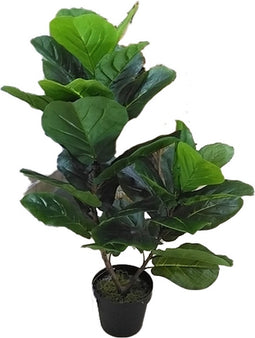 Fiddle tree 85 cm