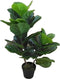 Fiddle tree 85 cm