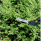 Fiskars Buxus Snoeischaar - S50 - 26 cm