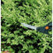 Fiskars Buxus Snoeischaar - S50 - 26 cm