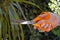 Fiskars Classic Universele Schaar S90 - Oranje - 21 cm