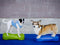 FitPAWS - Dieren - balansmat - K9FITbone - groen - PVC - FPK9BONEGR