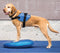 FitPAWS Dierenbalansschijf 56 cm blauw