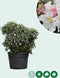 Rhododendron Cunninghams White | Rhododendron 'Cunningham's White | Bomenbezorgd.nl