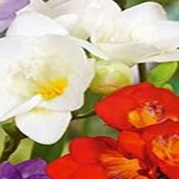 5 stuks - JUB - Freesia enkel mix 15 bollen