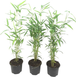 Plant in a Box - Fargesia papyrifera 'Blue Dragon' - Bamboe - Set van 3 - Pot 13cm - Hoogte 30-40cm