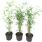 Plant in a Box - Fargesia papyrifera 'Blue Dragon' - Bamboe - Set van 3 - Pot 13cm - Hoogte 30-40cm