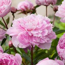 Plant in a Box - Paeonia pioen 'Sarah Bernhardt' - Set van 2 - Pioenen - Bloemknollen - Zomerbloeiers - Tuinbloemen - Roze