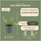 Plants by Frank | 12 Kruipend zenegroen planten | Ajuga reptans | bodembedekkers Winterhard | Winterharde planten voor de tuin | Winterharde vaste planten | Winterharde tuinplanten