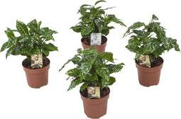 Coffea Arabica