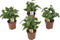 Coffea Arabica