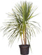Cordyline 'Indivisa' - meerstammig |