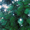 LED-verlichting 480 LED's 36 meter wit