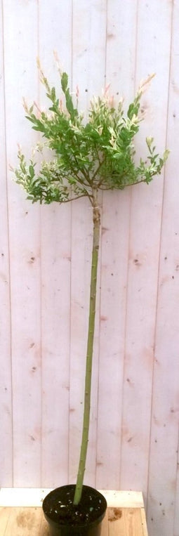Flamingo Salix 180 cm