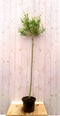 Flamingo Salix 180 cm