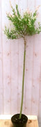 Flamingo Salix 80 cm