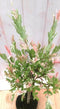 Flamingo Salix 80 cm