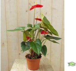 Flamingoplant Anthurium rood 60 cm