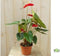 Flamingoplant Anthurium rood 60 cm