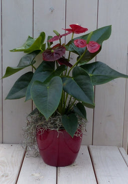 Flamingoplant Anthurium rood in rode pot 40 cm
