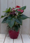 Flamingoplant Anthurium rood in rode pot 40 cm