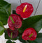 Flamingoplant Anthurium rood in rode pot 40 cm