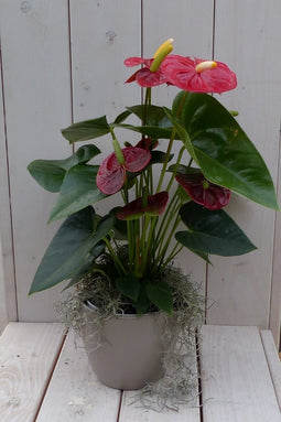Flamingoplant Anthurium rood in taupe pot 40 cm