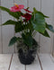Flamingoplant Anthurium rood in zwarte/antraciete pot 40 cm