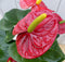 Flamingoplant Anthurium rood in zwarte/antraciete pot 40 cm
