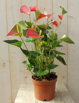 Flamingoplant Anthurium roze 60 cm