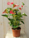 Flamingoplant Anthurium roze 60 cm