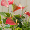 Flamingoplant Anthurium roze 60 cm