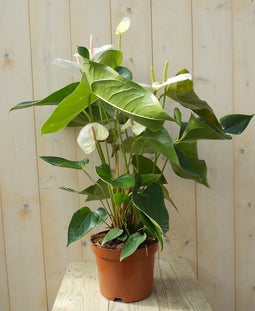 Flamingoplant Anthurium wit 60 cm