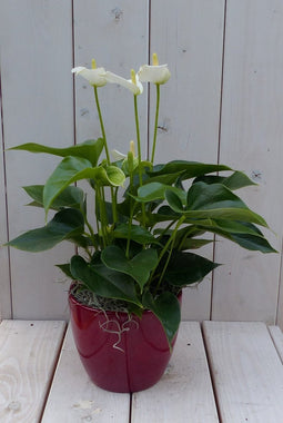 Flamingoplant Anthurium wit in rode pot 40 cm