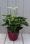 Flamingoplant Anthurium wit in rode pot 40 cm
